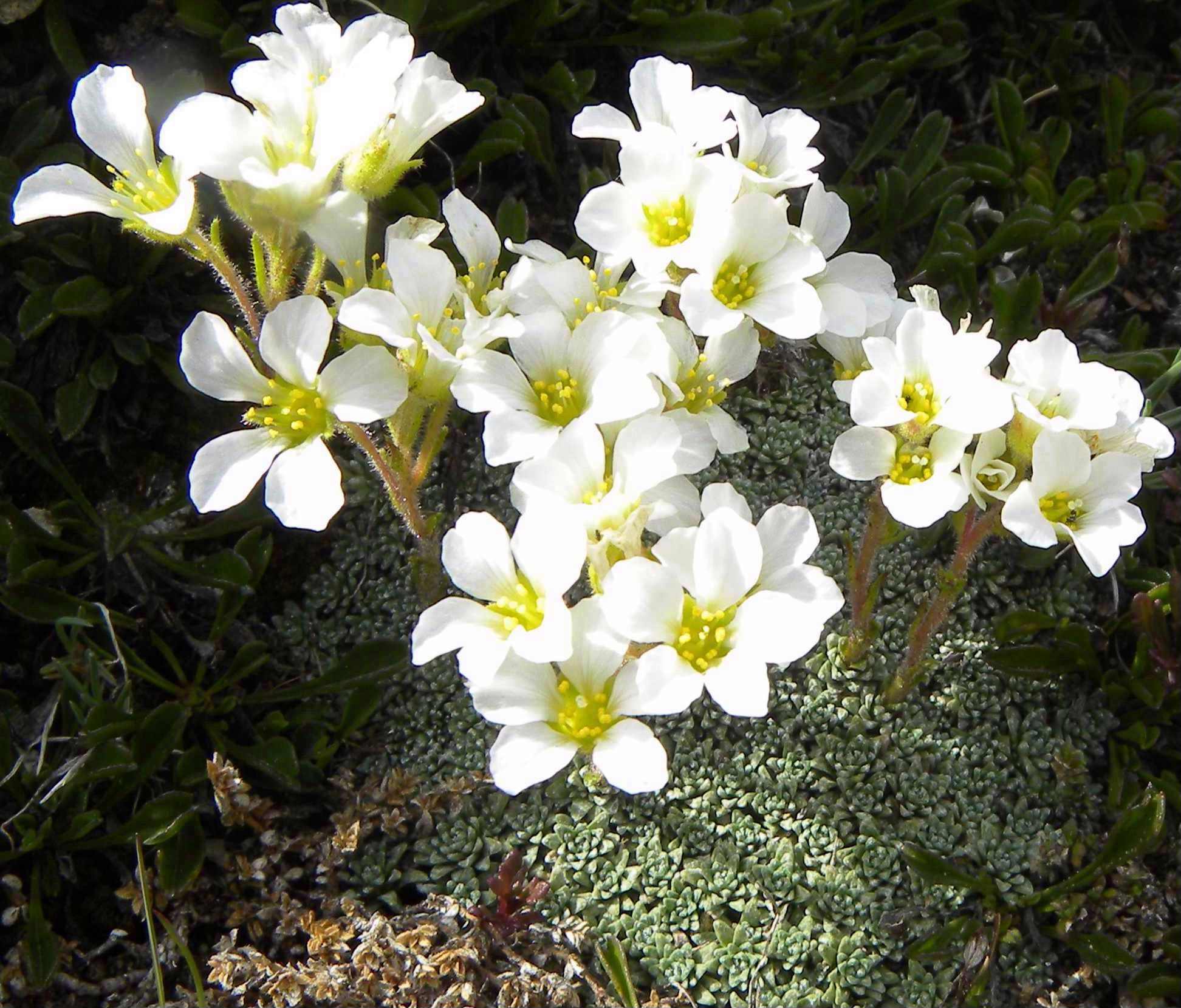 foto di fiori non presenti nella galleria del forum